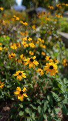 Black-Eyed Susans (Rudbeckia hirta)