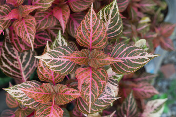 Obraz premium red and green leaves