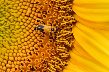 Sunflower close-up with insect