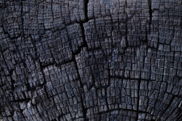 Fototapeta premium Closeup of surface structure of a wooden cross-section cut of rich timber.