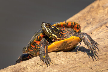 turtle on a log