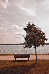 Single tree and empty bench on lake shore in autumn