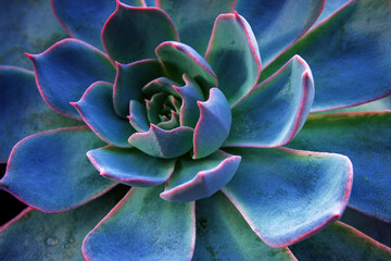 Succulent cactus background. Close up of teal and purple succulent cactus leaves texture wallpaper....