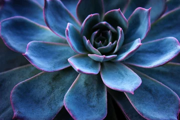 Foto op Aluminium Succulent cactus background. Close up of teal and purple succulent cactus leaves texture wallpaper. Printable wall art. Selective focus © Mete Caner Arican