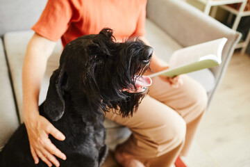 Close-up of black schnauzer sitting with its owner in the room while he reading a book on sofa