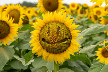 Sunflower smily face