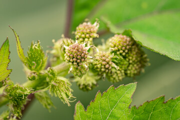 Sunflower buds