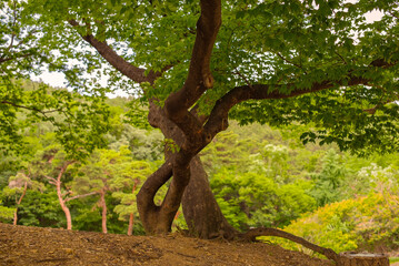 Zelkova tree at Otgol village in daegu