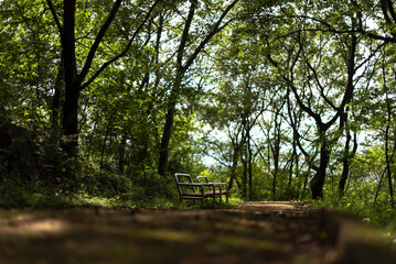 Green late summer park bench view