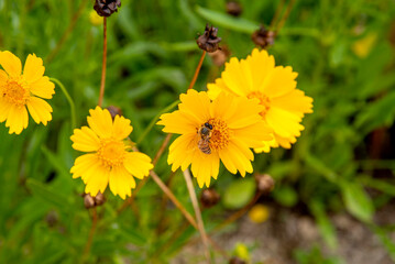 Honey Bee Collecting Nectar On Yellow Daisy 2