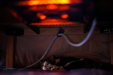 A tabby cat relaxing in the KOTATSU heater