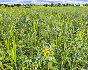 A wide view of a field of cover crops such as sunflower, sudangrass, Austrian winter peas,...