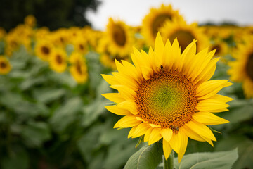 Sunflowers