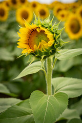 Sunflower bud in field