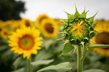 Sunflower bud in field