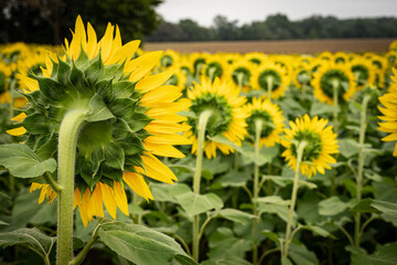 Sunflower field facing backwards