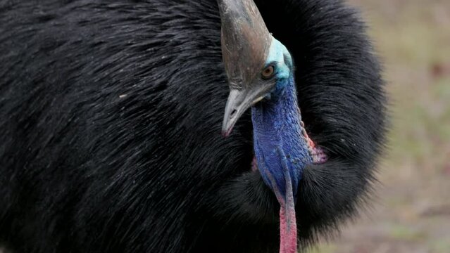 a slow motion clip of a southern cassowary turning towards the camera at etty bay of queensland, australia