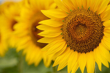 Obraz premium Sunflower close-up