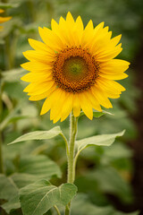 Obraz premium Sunflower