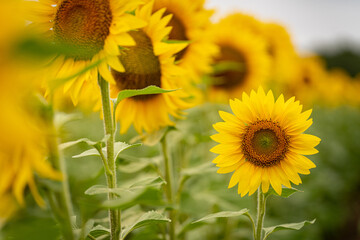 Sunflower in field