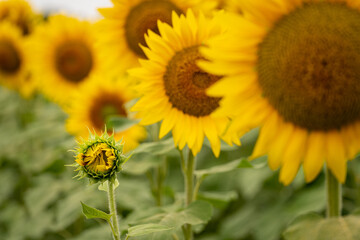 Fototapeta premium Sunflower bud in field
