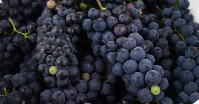 fresh dark blue wine grapes closeup. High quality 4k footage