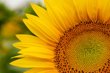 Sunflower close-up