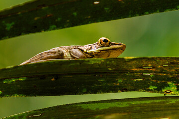 southern brown tree frog on a leaf