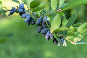 Kamchatka berry / haskap berry / honeysuckle (Lonicera caerulea) ripen on a berry bush ready for...