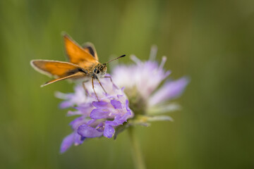 The large skipper (Ochlodes sylvanus) perched on a pink field flower is a butterfly with yellow -...