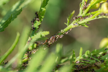 Aphids in large numbers on the stems of garden plants, guarded by ants, summer flowering of plants, macro close-up, blurred background.