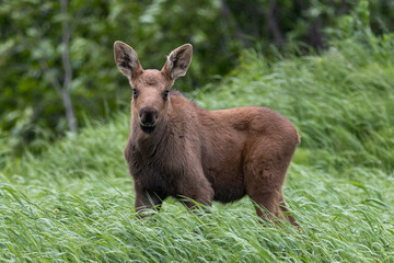 Cute Moose Calf © Jerad