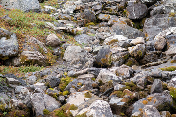 Alaska Rock Ptarmigan