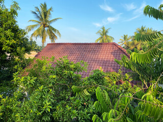 Scenic green coconut trees and other tree branches, red tiled roof of a countryside house and a clear blue summer sky - old and new model mixed beautiful rural scenery