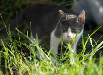 portrait kitten in the grass 