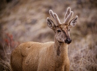 Huemul en estado salvaje