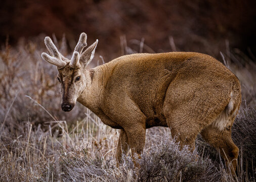 Huemul chileno en estado de preservaci&oacute;n, en bosuqe del parque nacional cerro castillo