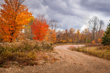 Obraz premium Autumn forest scenery