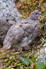 Rock Ptarmigan in Alaska