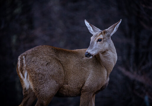 Huemul Chileno Juvenil 