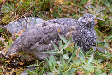 Rock Ptarmigan in Alaska