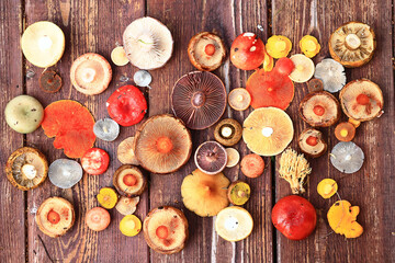 abstract background texture of very, many different mushrooms, inverted multicolored mushroom caps...