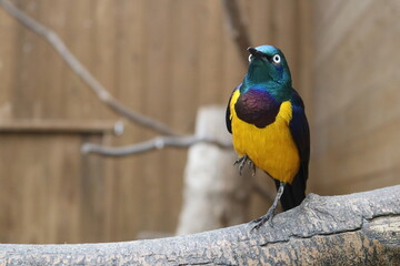 Fototapeta premium Colorful Exotic Bird Perched on Branch — Tropical Wildlife Portrait