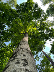 Up into the Canopy