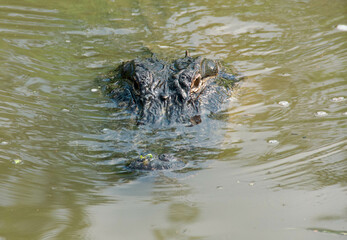 gator in the bayou