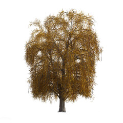 tree isolated on transparent