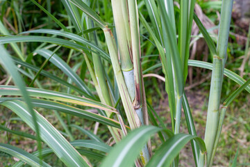 Obraz premium Sugar cane plant with green leaves