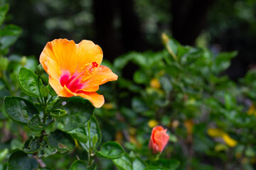 Blossom of yellow hibiscus flower on tree