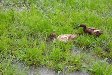 Free range duck farm. Natural organic duck