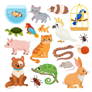Vector set of pets. Cartoon cute illustrations of dog, cat, parrot, guinea pig and other pets.
